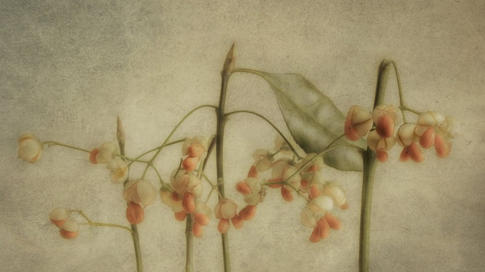 Zarte botanische Stängel von Marie-anne Stas