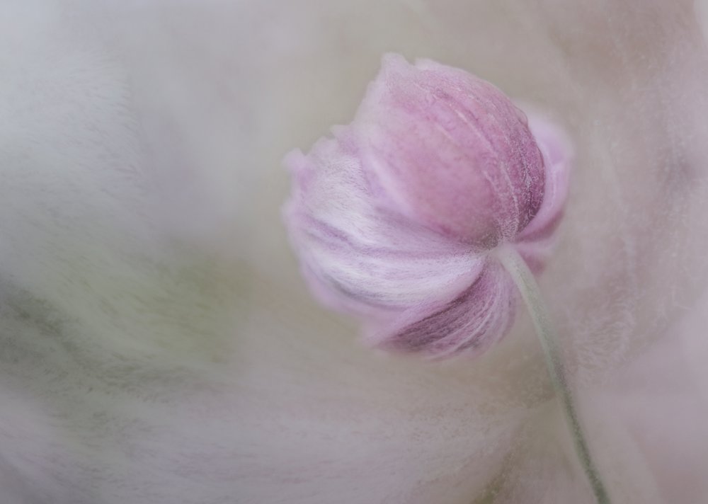 Zarte rosa Blüte von Marie-anne Stas