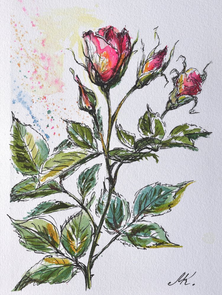 Rosa Rosenknospen - botanische Skizze in Tusche und Aquarell von Marina Kozyr