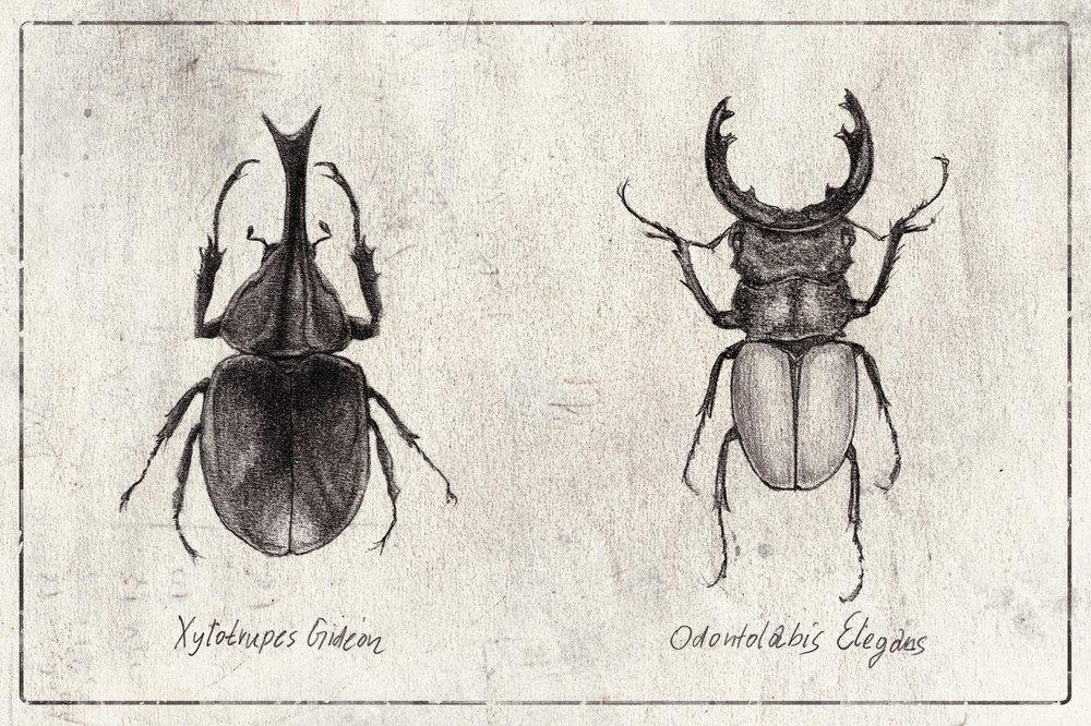 Xylotrupes Gideon Odontolabis Elegans von Mike Koubou