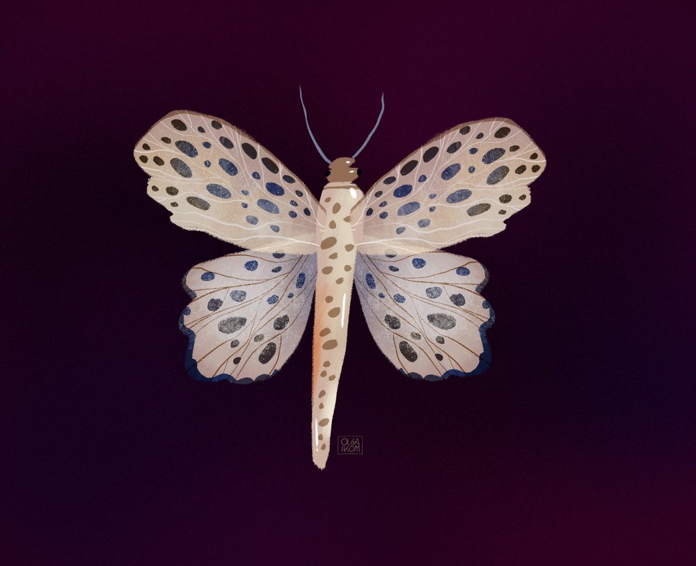 Gefleckter Schmetterlingsglanz von Olga Skomorokhova