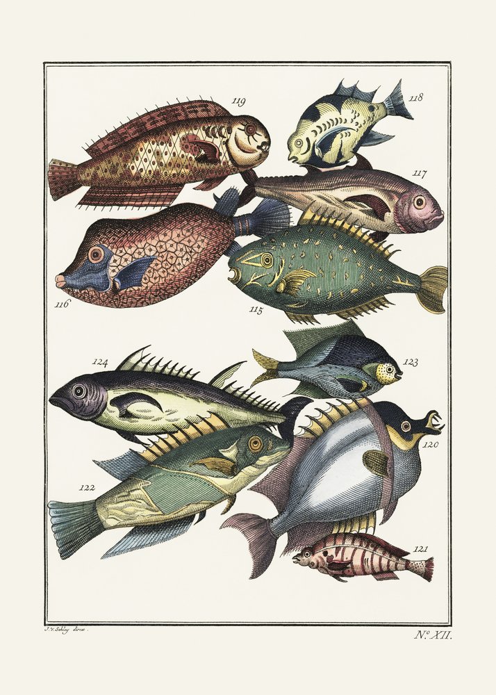 Exotischer Fisch (1767) von J V Schley von Pictufy
