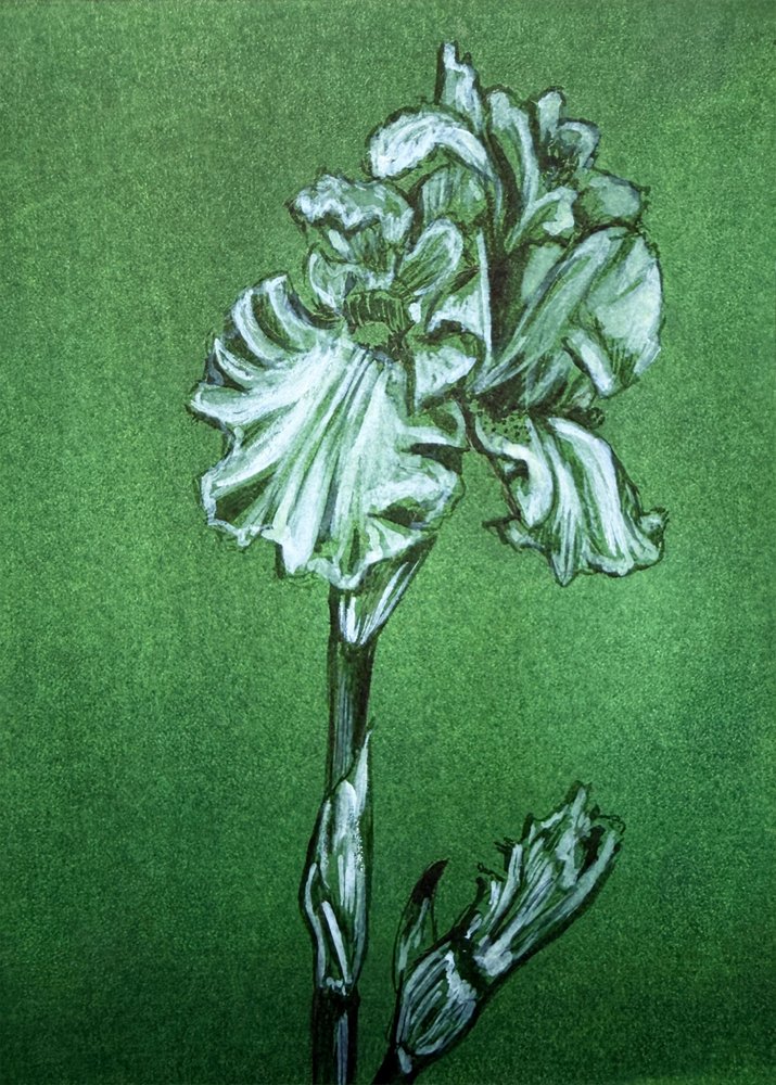 Elegante grüne Iris von Renee Machan Cottagecore Artist