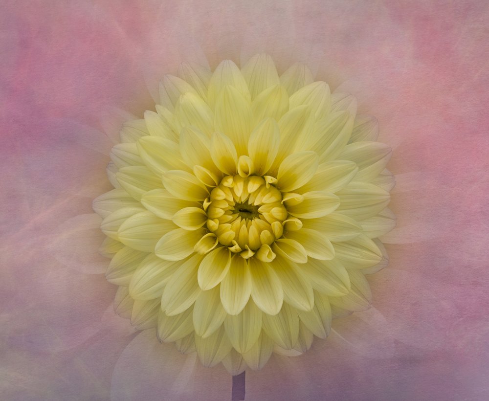 Weiche Gelbe Dahlienblüte von Richard Urbanski