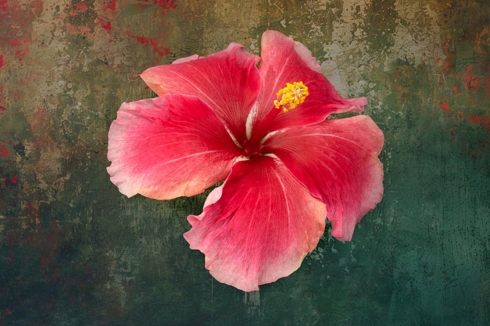 Tropische Hibiskusblüte von Richard Urbanski