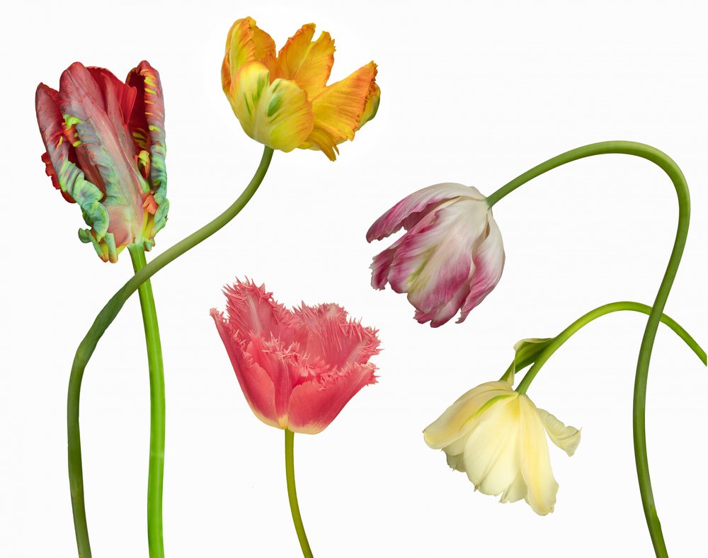 Einzigartige bunte Tulpen von Richard Urbanski