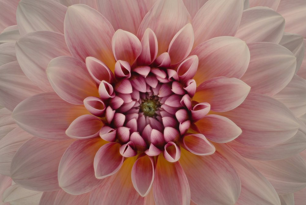 Lebendige pinke Dahlie von Richard Urbanski