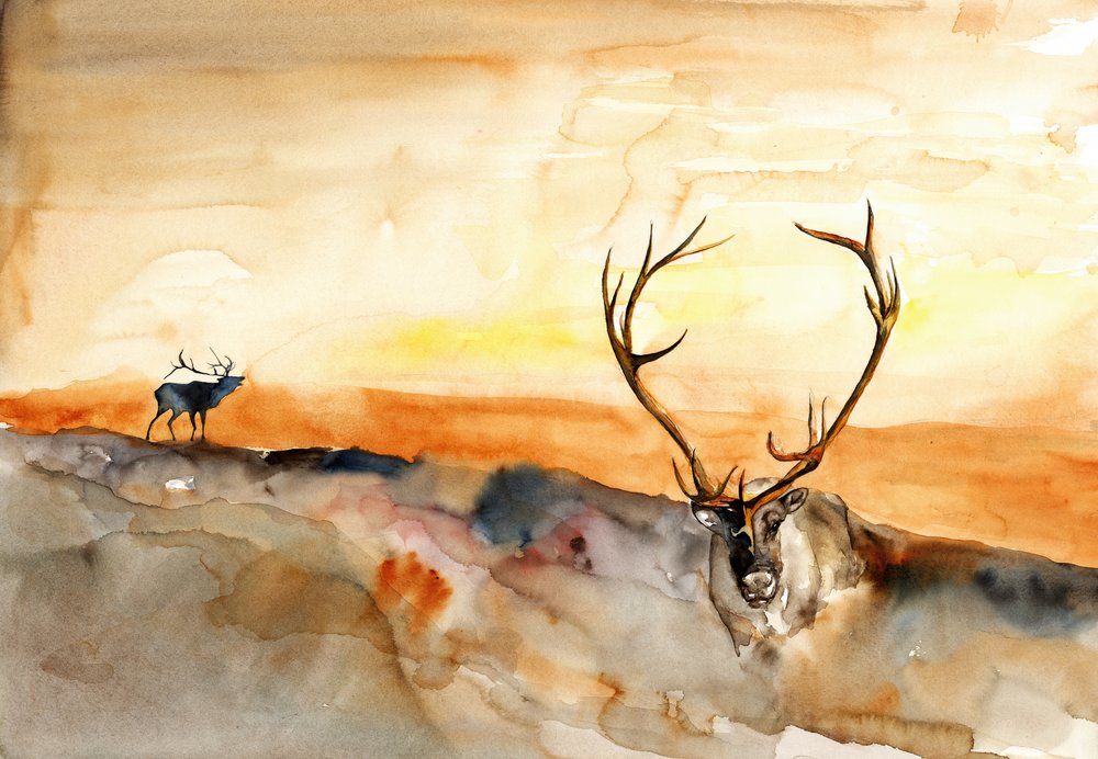 Elch im goldenen Sonnenuntergang von RodMacIver
