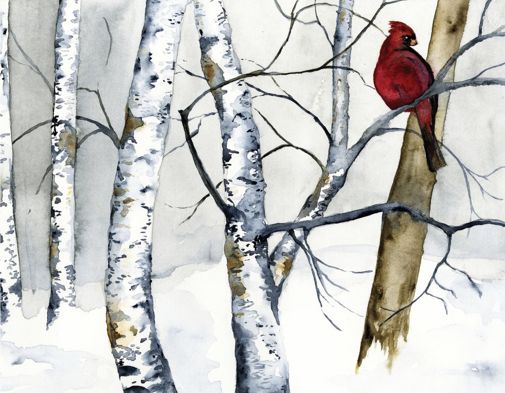 Roter Kardinal im Birkenwald von RodMacIver