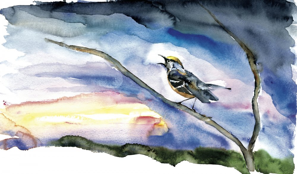 Singender Vogel bei Morgendämmerung von RodMacIver