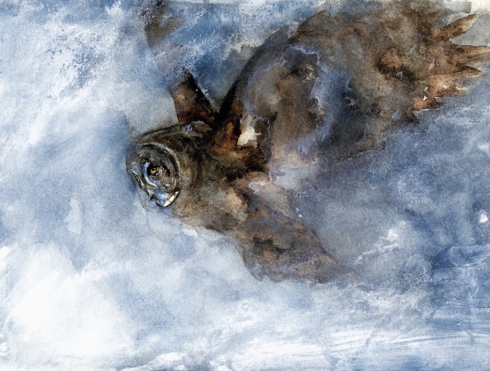 Schneeeule im Flug von RodMacIver