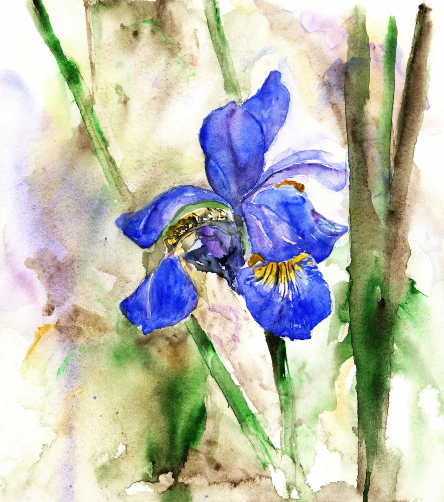 Lebendige blaue Iris von RodMacIver