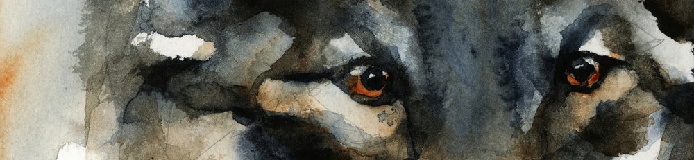 Wilde Wolfaugen von RodMacIver