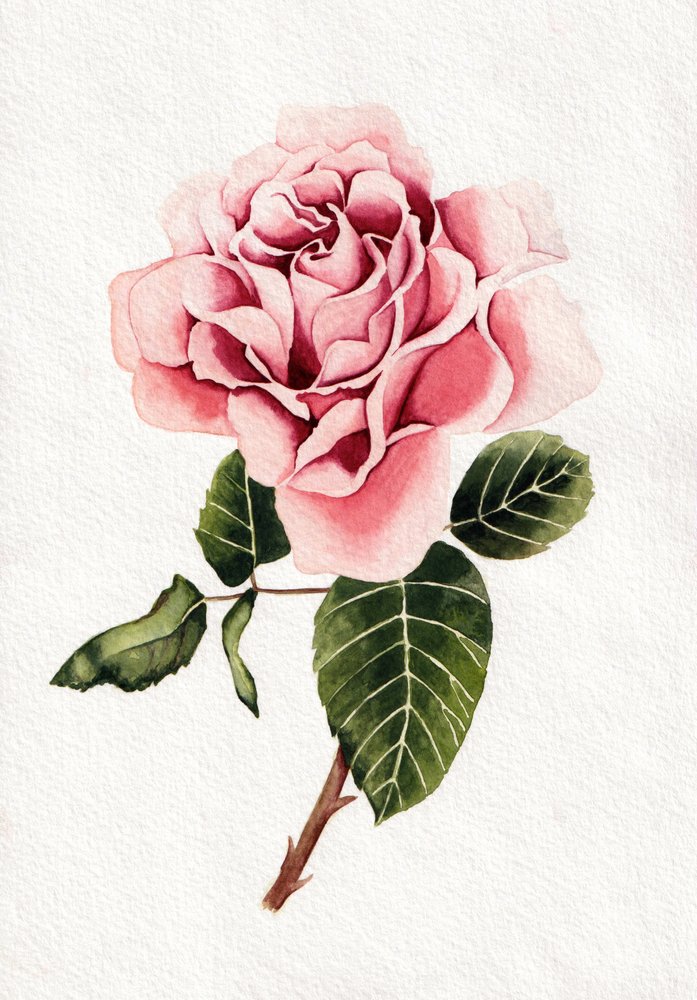 Elegante Rosa Rosenblüte von Salome