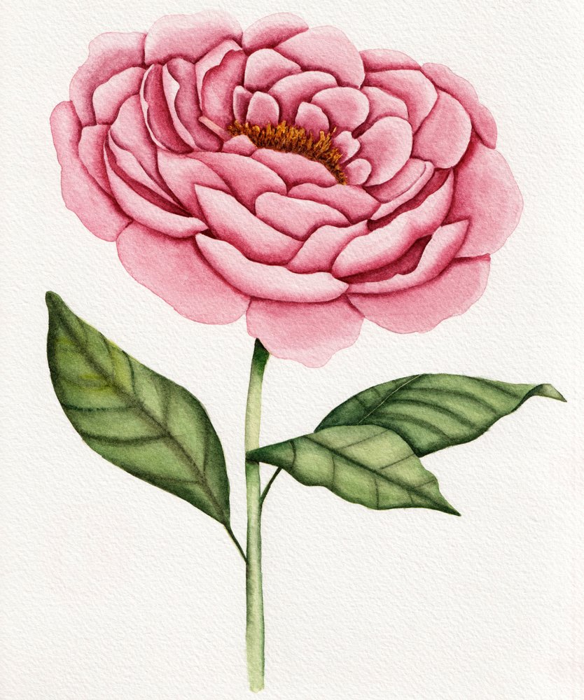 Aquarell Rosa Pfingstrose von Salome
