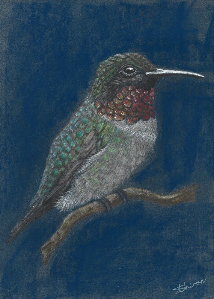 Lebhafter Kolibri auf Ast von Sunet Theron