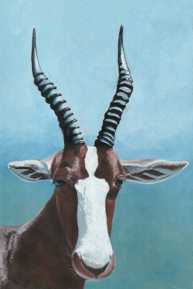 Blesbok-Antilope-Blick von Viccy Wanliss
