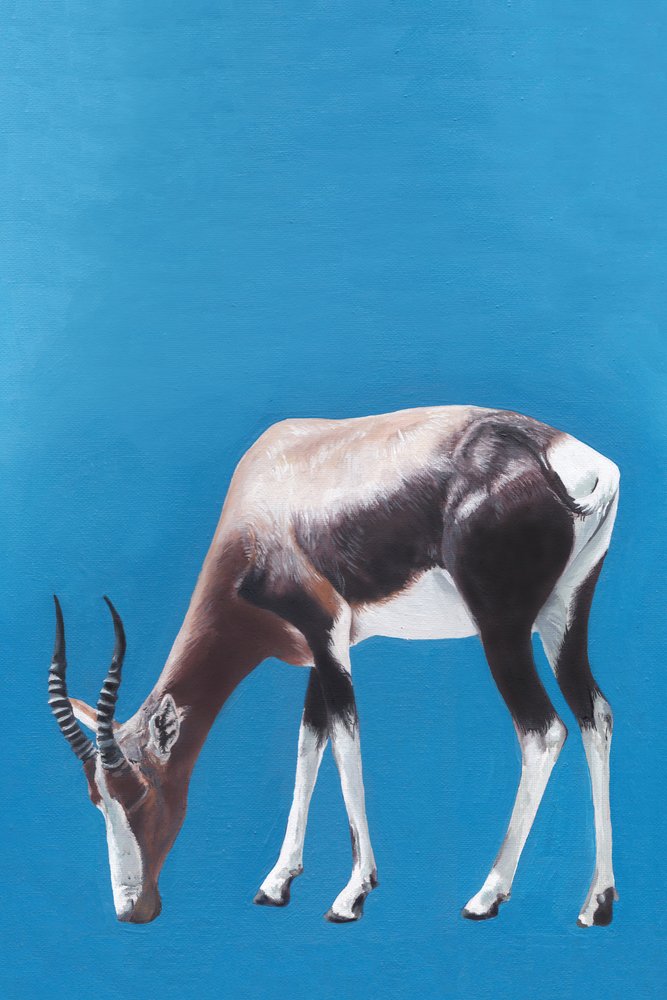 Blesbok beim Weiden Blau von Viccy Wanliss