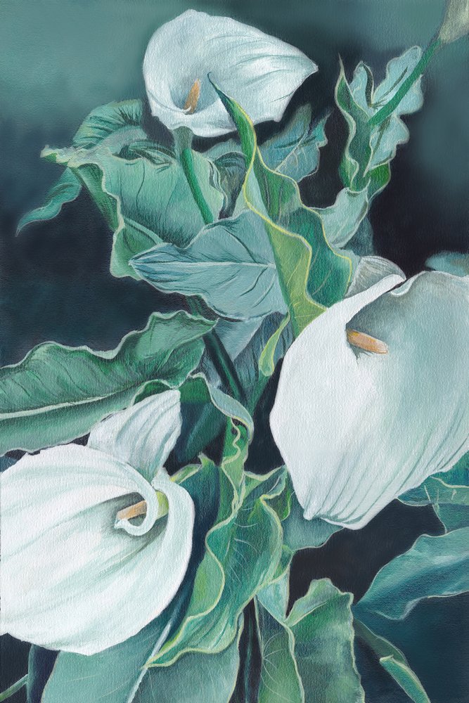 Elegante Calla-Lilien von Viccy Wanliss