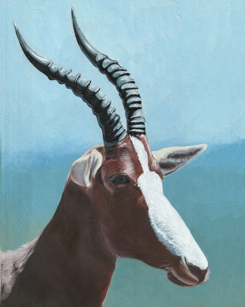 Majestätisches Blesbok-Porträt von Viccy Wanliss