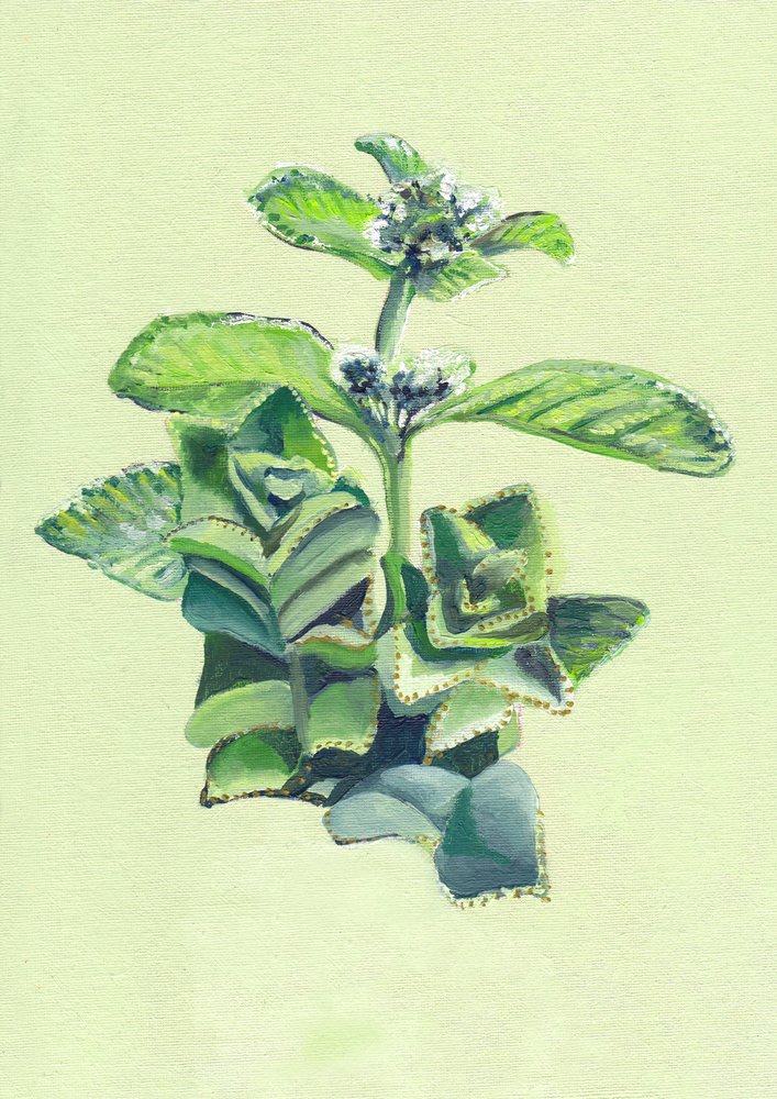 Lebendige grüne Botanicals von Viccy Wanliss