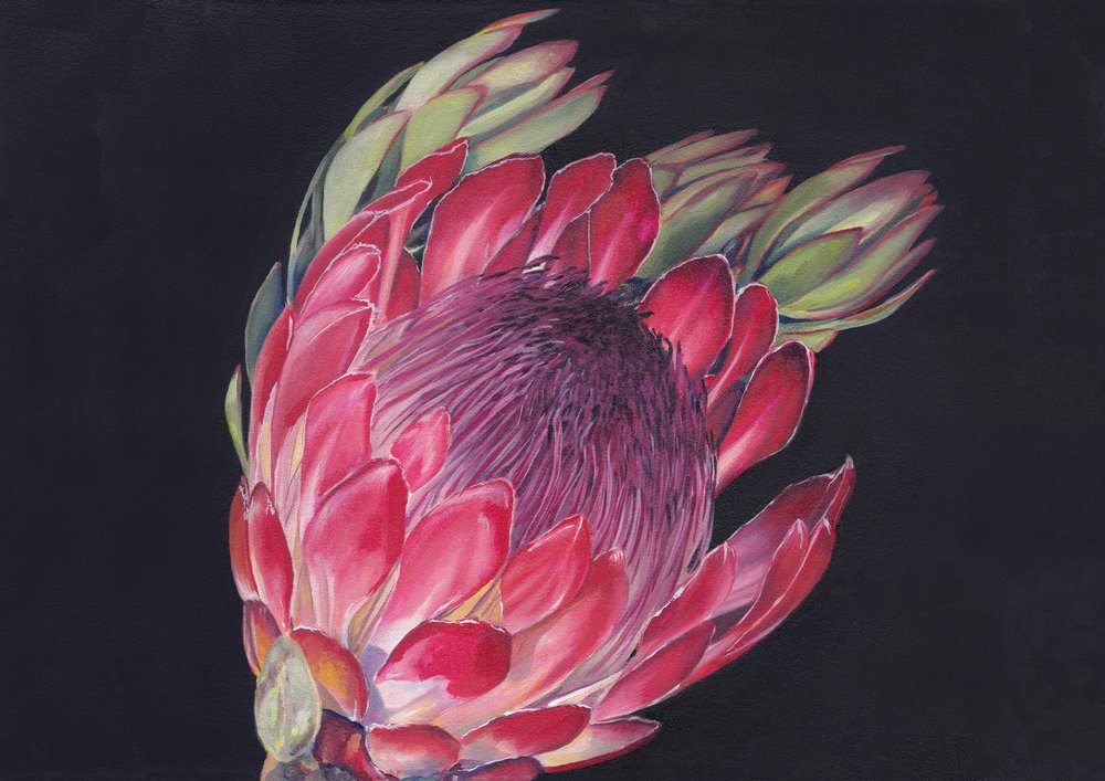Lebendige König-Protea von Viccy Wanliss
