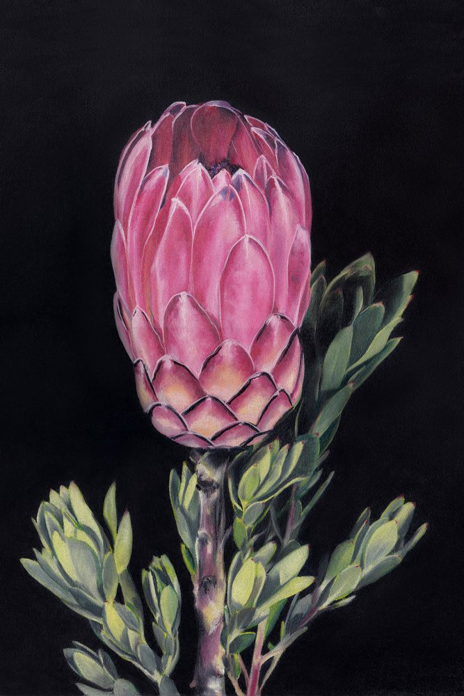 Lebendige rosa Protea von Viccy Wanliss