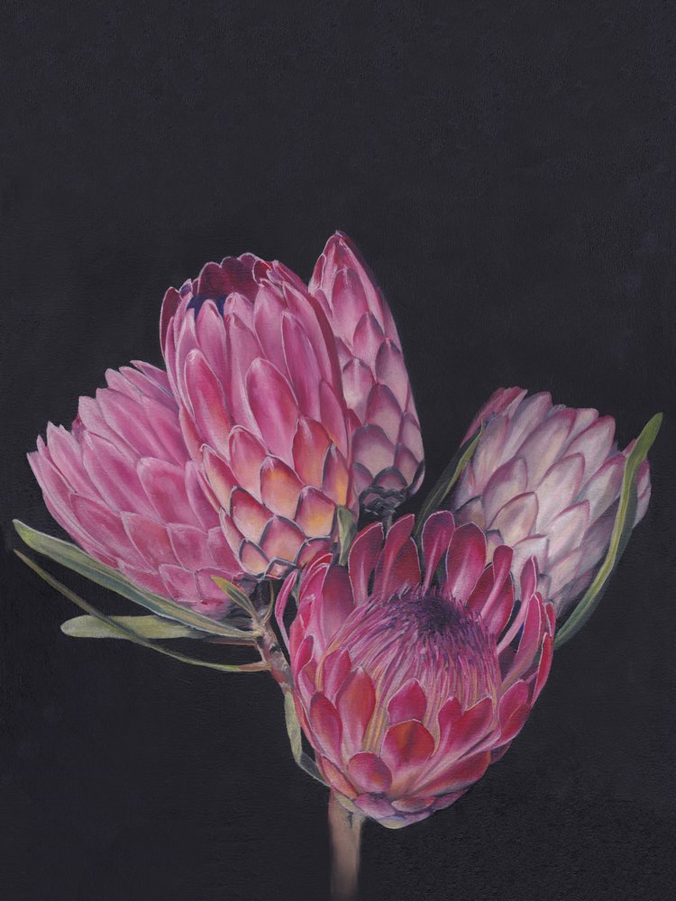 Lebendige Rosa Proteas von Viccy Wanliss