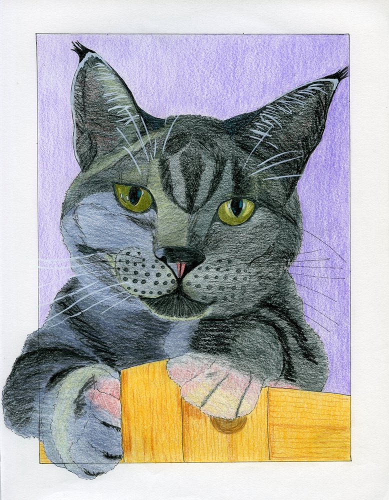Neugierige graue Katze schaut von Viktoriia Saunina