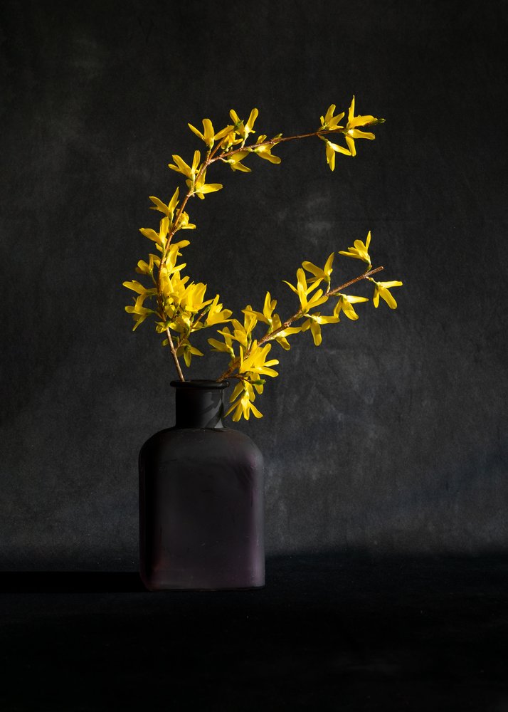 Gelbe Forsythienvase von Wendy Xu