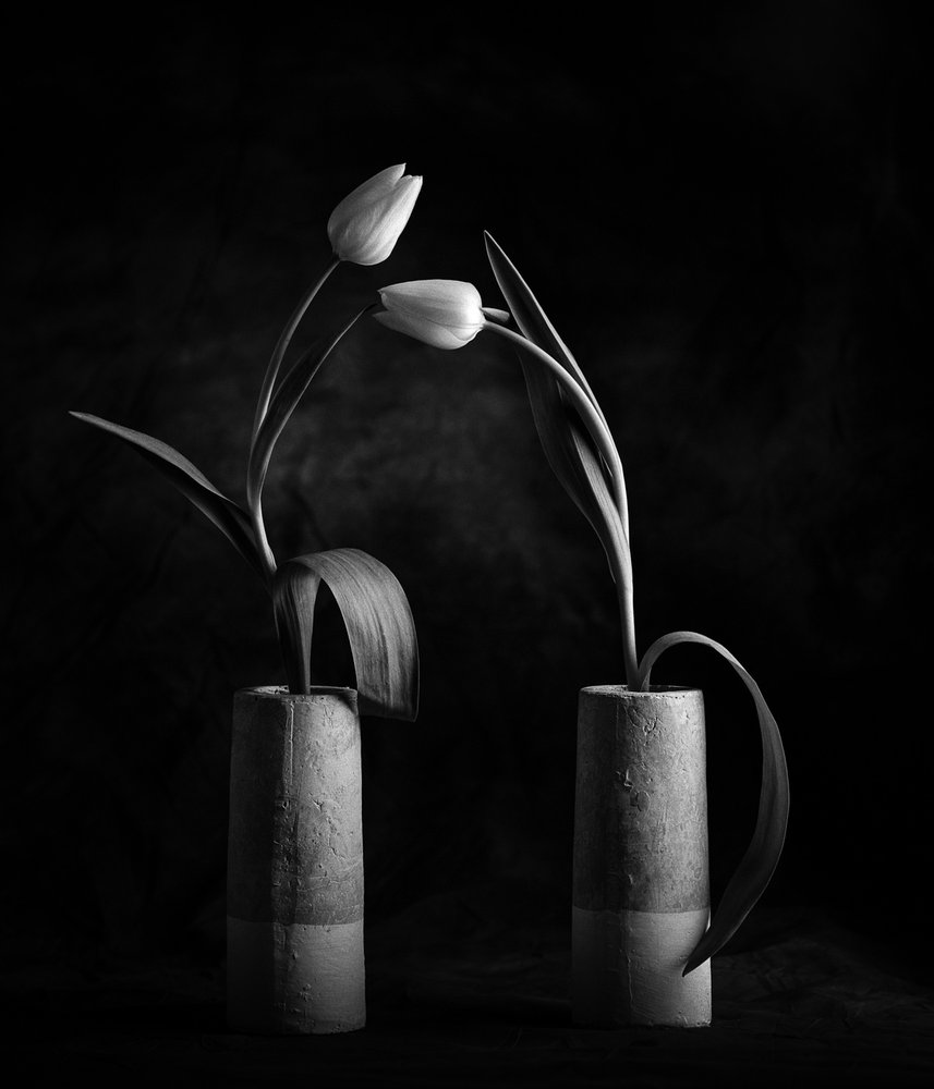 Elegante schwarze und weiße Tulpen von Xavi Heredia