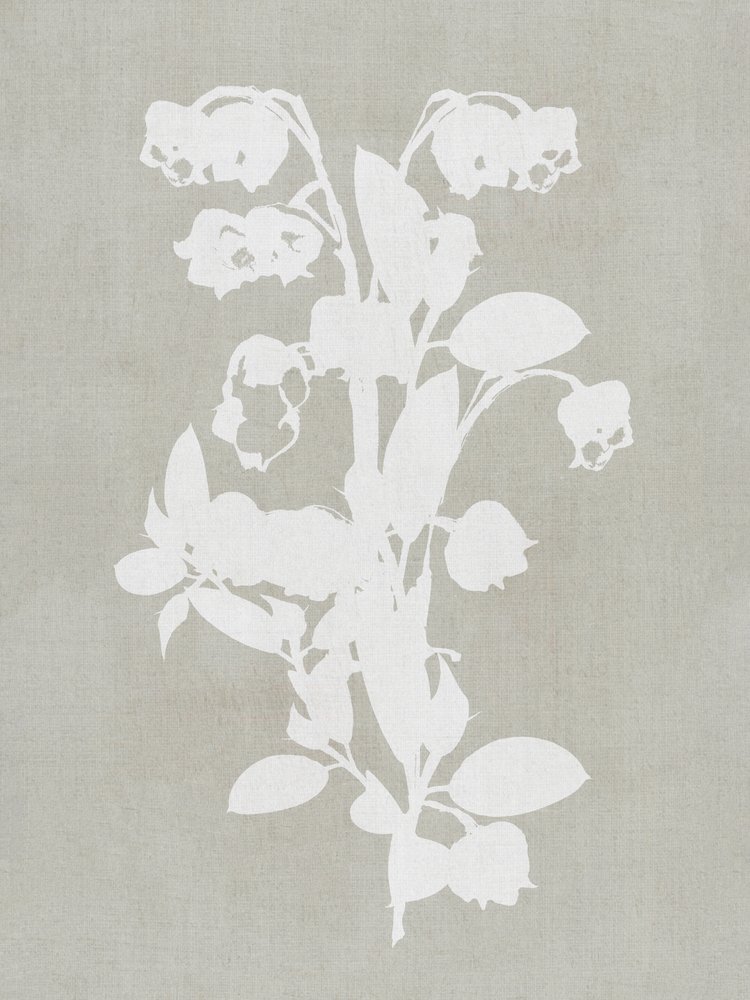 Weiße Botanische Blüten von cartissi