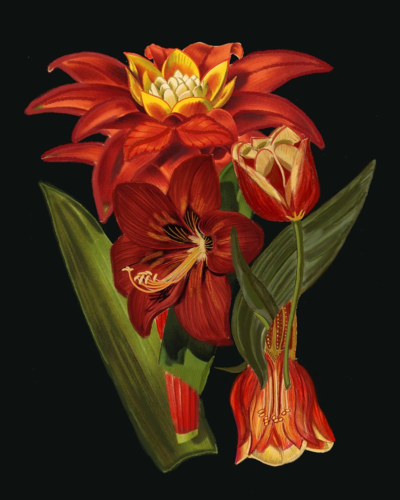 Elegante botanische Blüten von giovanna nicolo