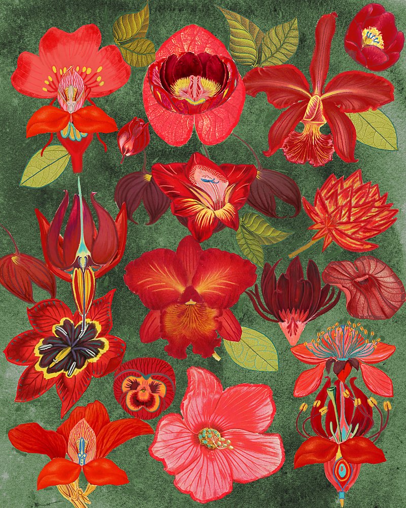 Exotische rote Blumenkollektion von giovanna nicolo