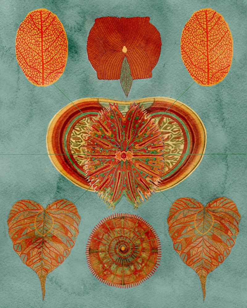 Komplexes botanisches Arrangement von giovanna nicolo