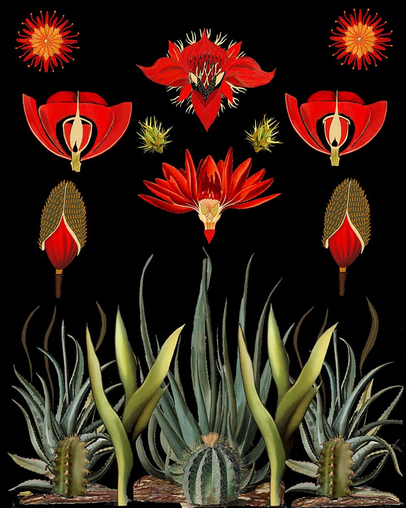 Rote Wüstenblüten von giovanna nicolo