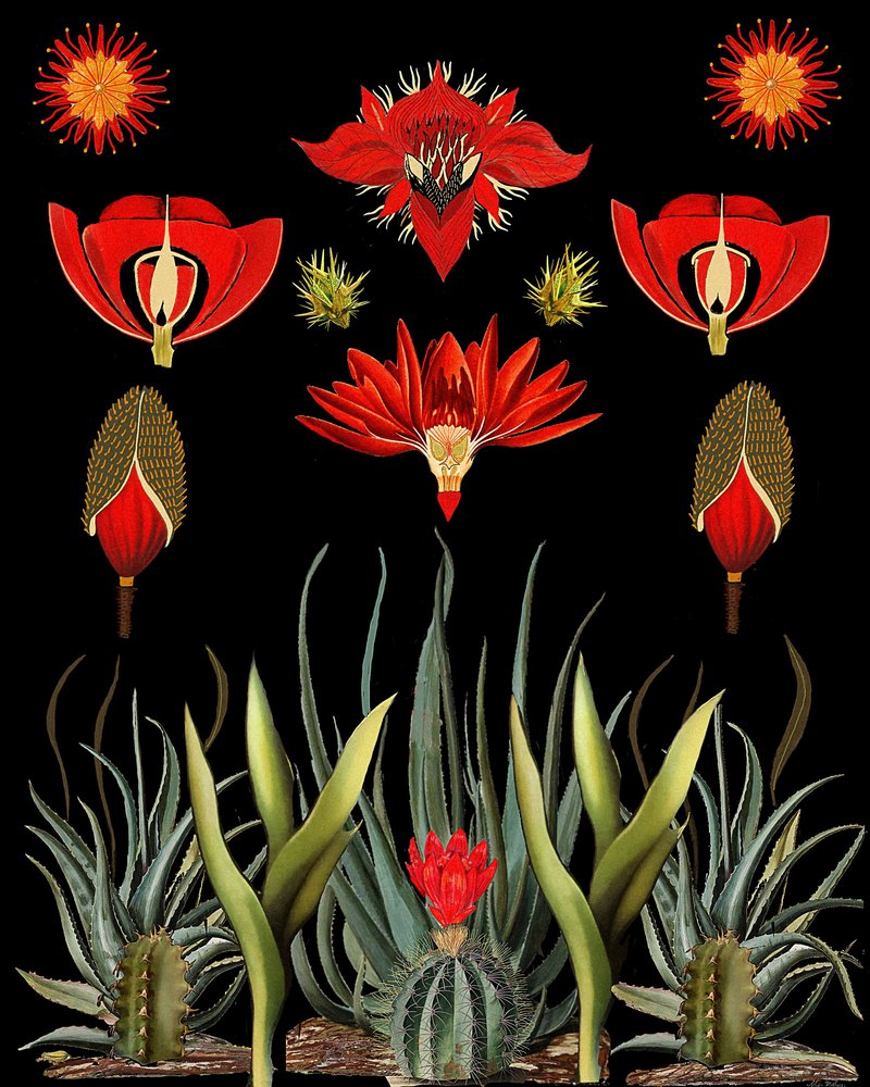 Rote Wüstenbotanik von giovanna nicolo