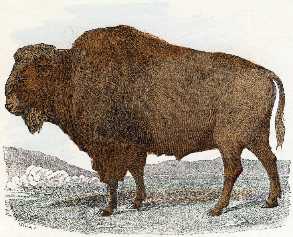 Bison aus 'Animals Illustrated Alphabet' (Illustriertes Alphabet der Tiere)