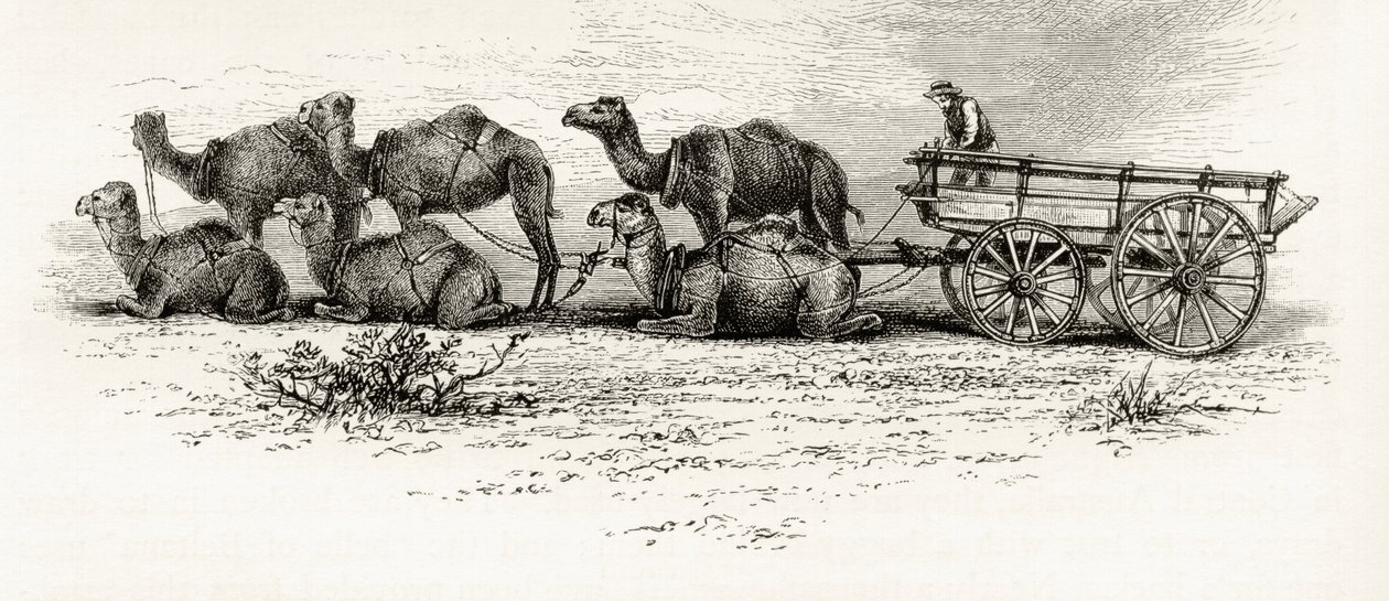 Kamele zum Transport von Materialien durch die Wüste in Australien, ca. 1880, aus 