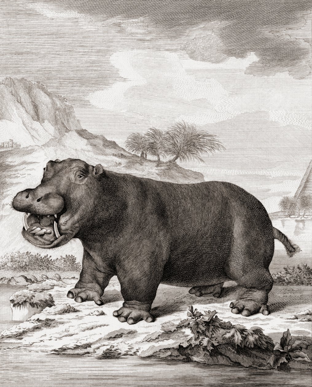 Ein Nilpferd (Hippopotamus amphibius) von (after) Dutch School