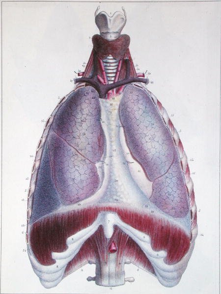 Anatomie der Lungen, aus 