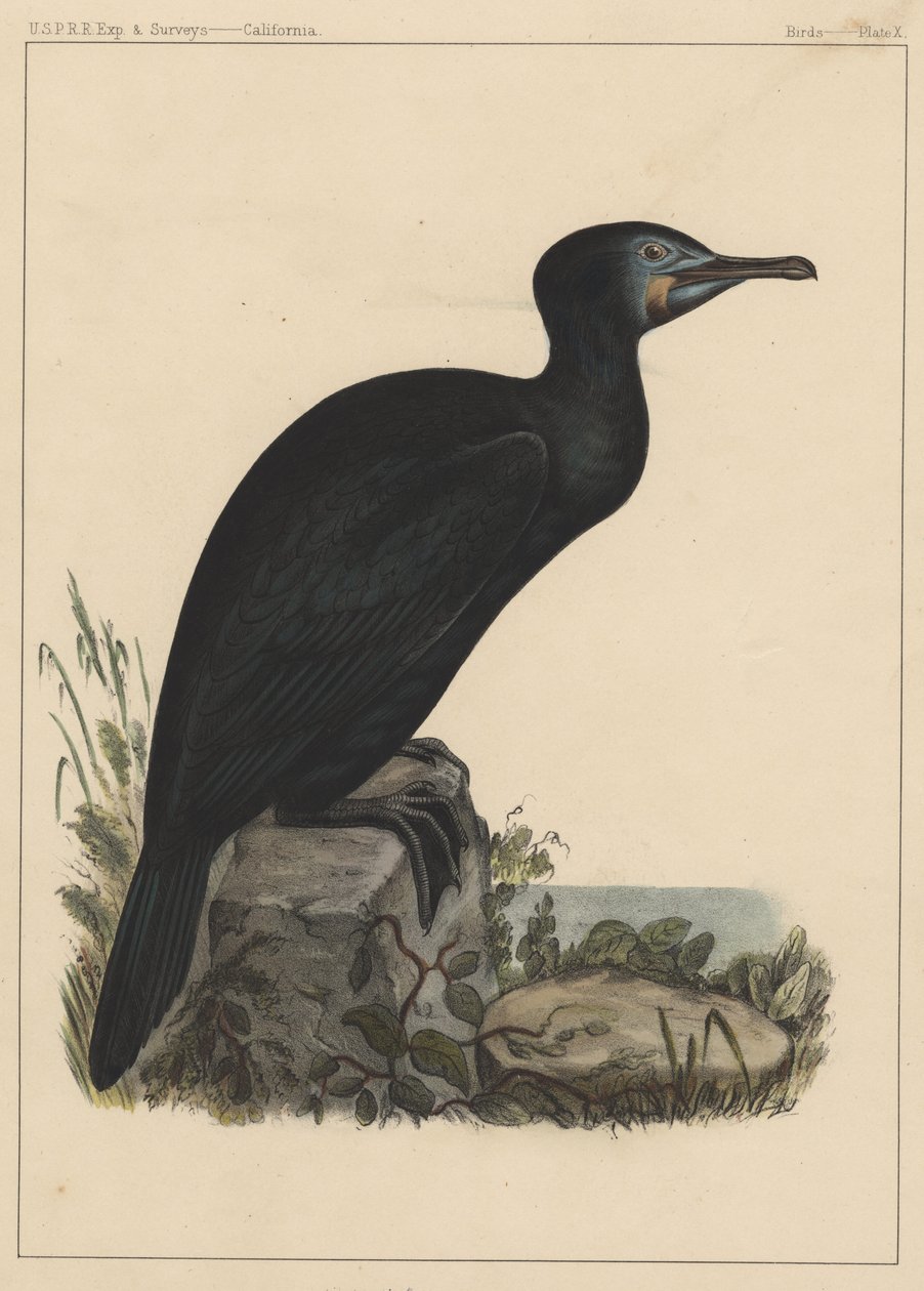 Vögel, Tafel X, 1855 von American School