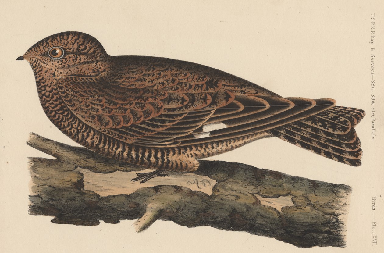 Vögel, Tafel XVII, 1855 von American School