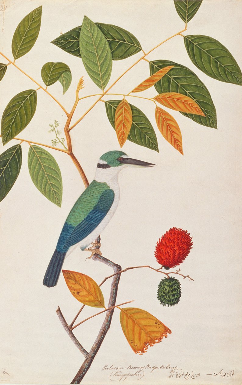 Halsbandliest, aus Zeichnungen von Vögeln aus Malakka, ca. 1805-18 von Chinese School
