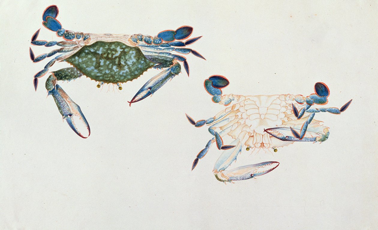 Ketam Rinyong, aus Zeichnungen von Tieren, Insekten und Reptilien aus Malakka, ca. 1805-18 von Chinese School