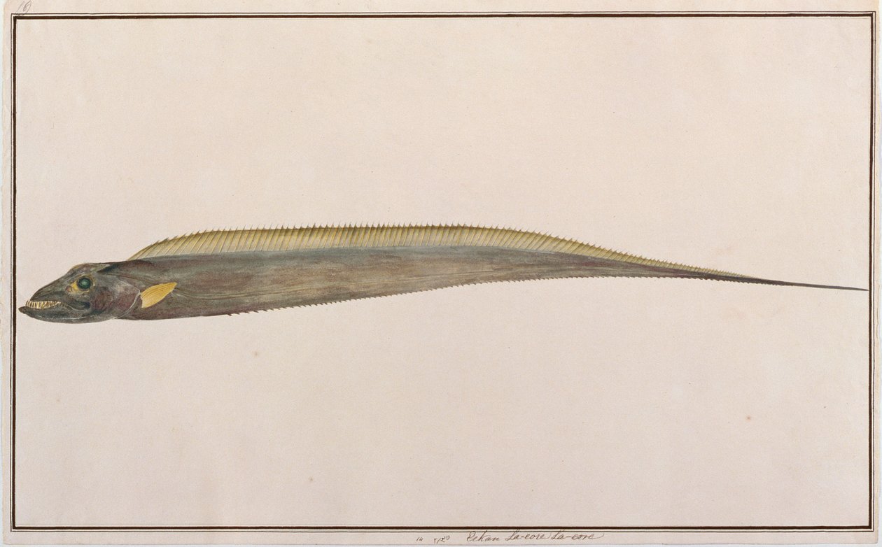 Großkopf-Haarfisch, aus Zeichnungen von Fischen von Malakka, ca. 1805-18 von Chinese School