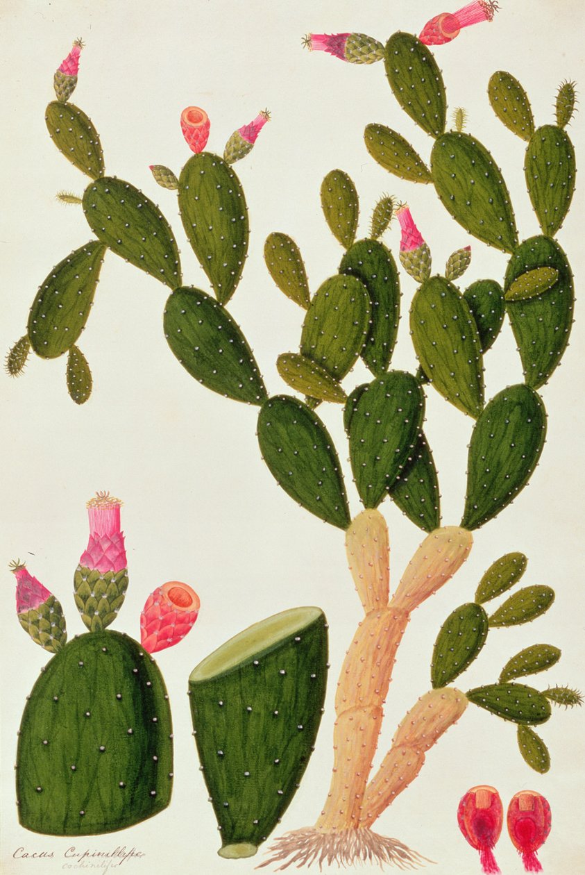 Liedah Badah, Cardasse Cochenille, aus Zeichnungen von Pflanzen aus Malakka, ca. 1805-18 von Chinese School