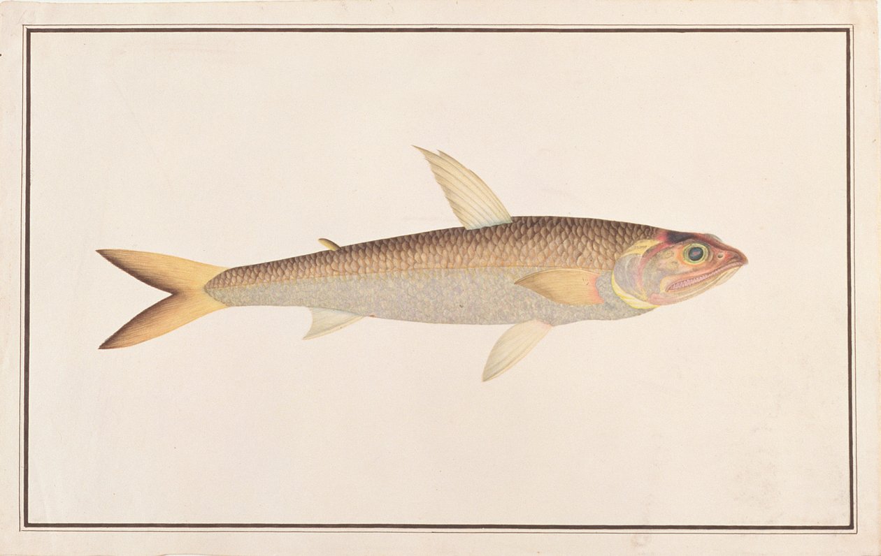 Lizardfish, aus Zeichnungen von Fischen aus Malakka, ca. 1805-18 von Chinese School