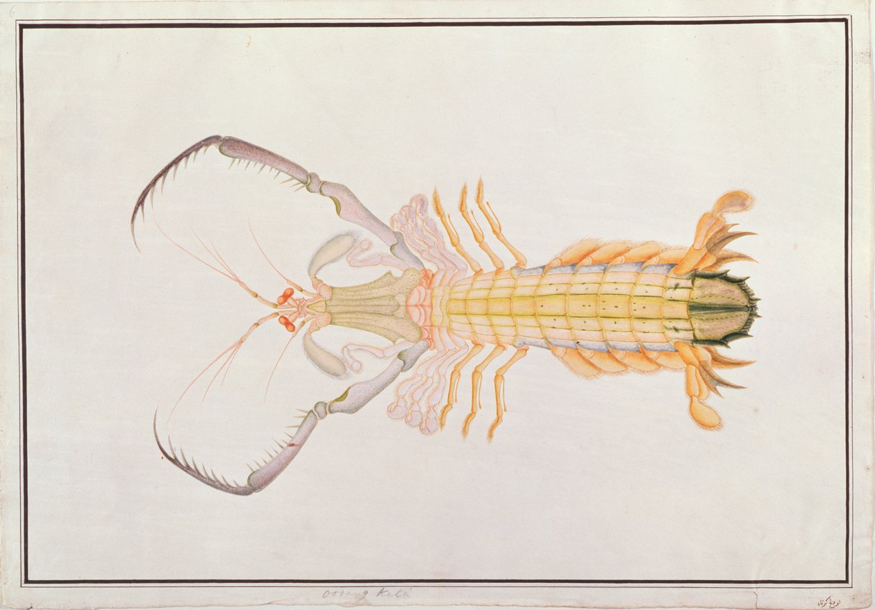 Fangschreckenkrebs, aus Zeichnungen von Tieren, Insekten und Reptilien aus Malakka, ca. 1805-18 von Chinese School