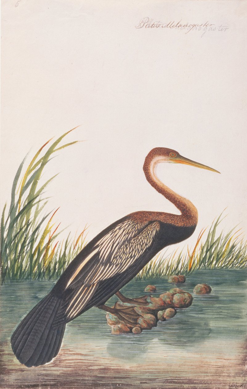 Orientalischer Schlangenhalsvogel, aus Zeichnungen von Vögeln aus Malakka, ca. 1805-18 von Chinese School